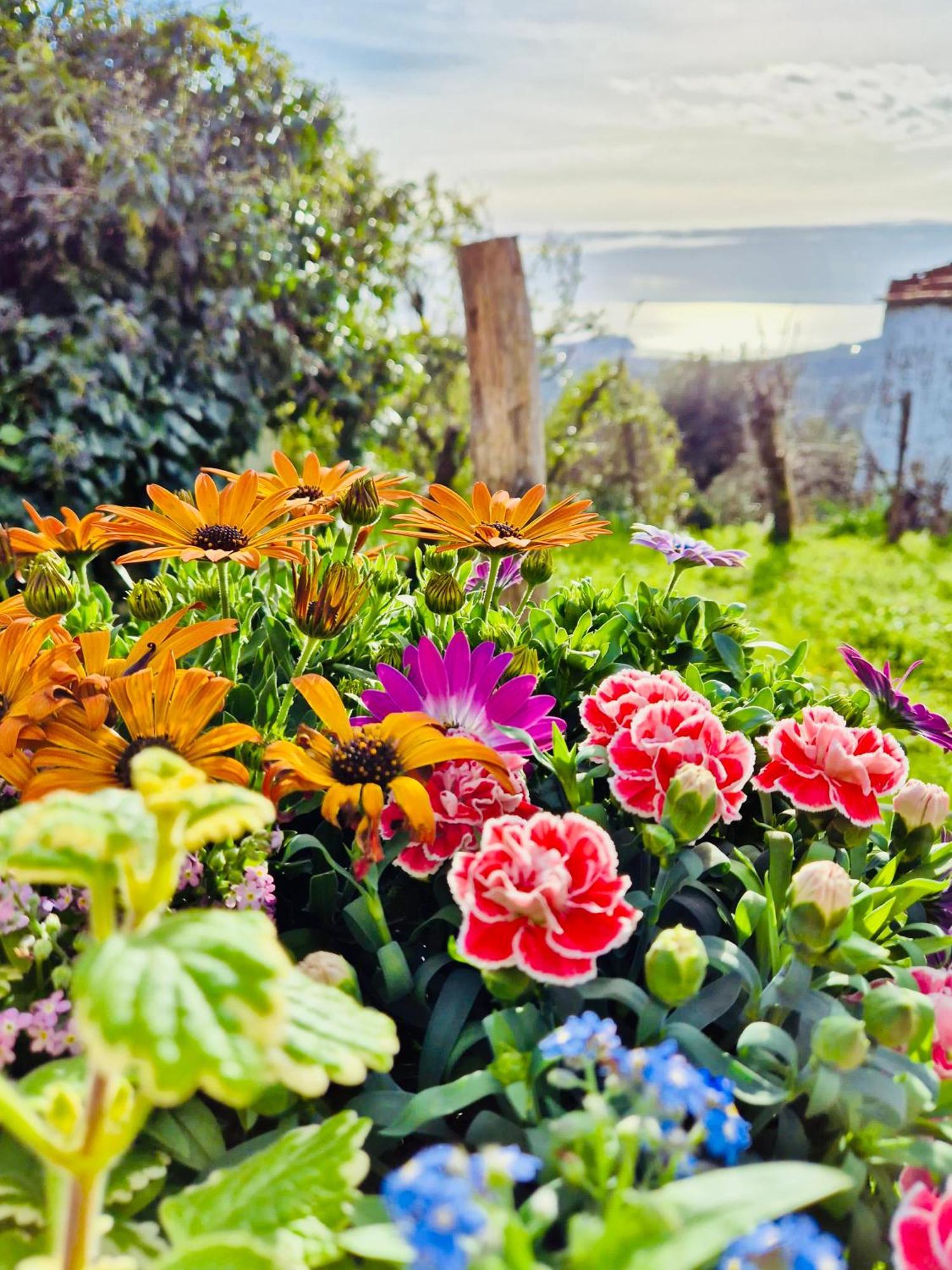 La Collina Sul Mare - Casa Vacanze Sestri Levante Extérieur photo